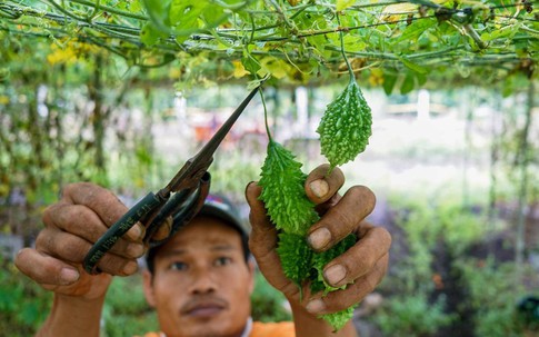 Nông dân trồng khổ qua rừng kiếm 400 triệu đồng mỗi năm