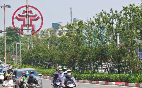Hàng cây phong lá đỏ chưa được như người dân Thủ đô kỳ vọng