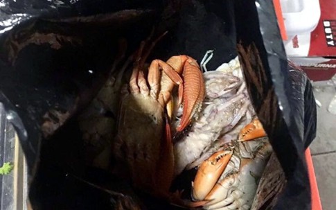Ăn buffet hải sản, thủ túi nilon mang về chục con ghẹ, 1,5kg bề bề
