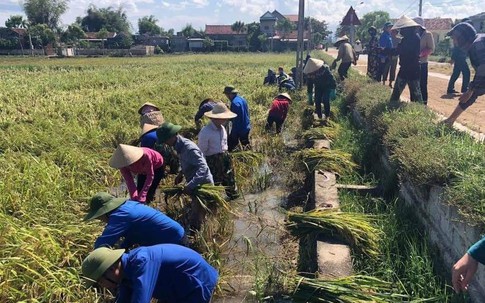 Hà Tĩnh: Hàng nghìn ha lúa vàng ươm gặt về chỉ để... chăn nuôi