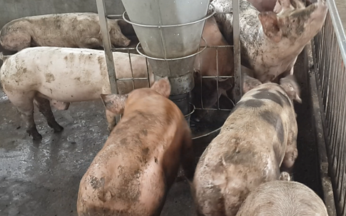 Hà Nội: Dịch tả lợn châu Phi tiếp tục phát sinh ở 280 hộ chăn nuôi