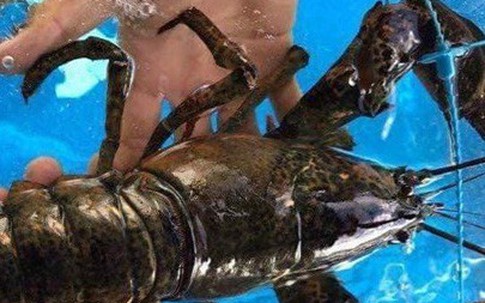 Có dễ mua được tôm hùm Alaska giá 170.000 đồng/kg?
