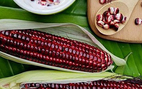 30.000 đồng một bắp ngô đỏ có thể ăn sống