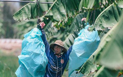 Rừng chuối của tỷ phú nông dân bẻ vô lăng máy cày từ thời niên thiếu