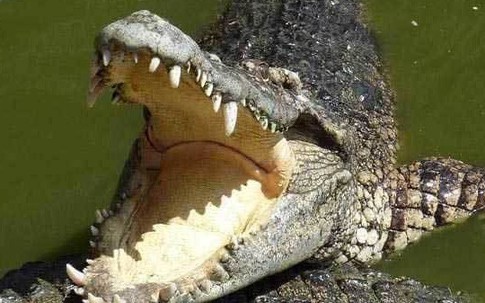 Kinh hoàng: Bé trai bị cá sấu ăn thịt ngay trước mắt người thân
