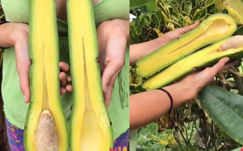 Quả bơ khổng lồ, dài gần 1 mét, nặng 20 kg giá hơn 4 triệu