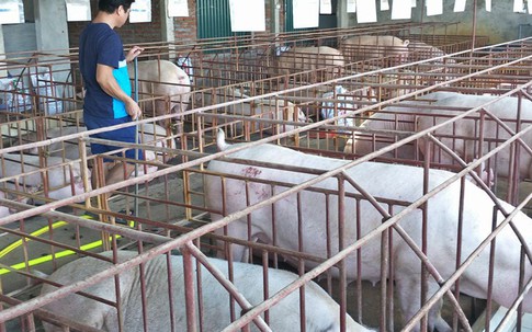 Dịp cận Tết, có thể thiếu 500.000 tấn thịt lợn