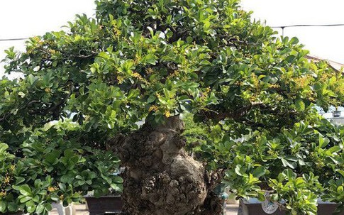 Mãn nhãn với cây ngâu bonsai cổ thụ trị giá hàng tỷ đồng