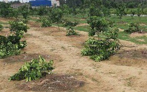 Không được tham gia giải bóng chuyền, nữ đội trưởng “chỉ đạo” chặt vườn cây của chủ tịch xã