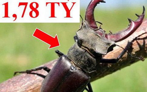 Những loài động vật kỳ lạ, giá "trên trời" vẫn được các đại gia săn lùng