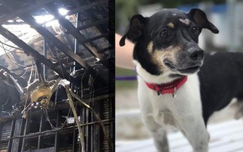 Chú chó dũng cảm hy sinh tính mạng để đổi lấy sự sống cho cả gia đình chủ trong cơn hỏa hoạn giữa đêm