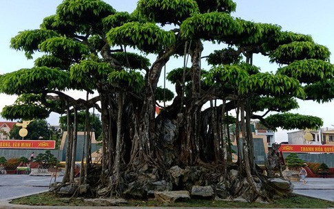 Cây sanh Việt cổ, đại gia Nhật trả 20 triệu USD vẫn không muốn bán