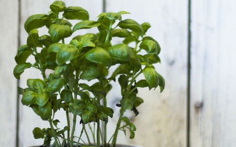10 loại cây trồng hoàn hảo dành cho những ai lần đầu muốn làm vườn trong nhà