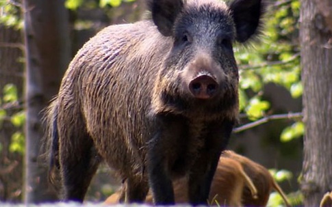 Lợn rừng vô tình giúp cảnh sát tìm thấy kho ma túy 21.000 USD giấu dưới đất