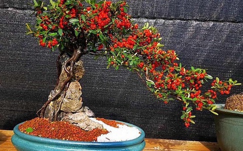 Táo gai ký đá chỉ bán duy nhất vào dịp Tết, giá chục triệu đồng một cây