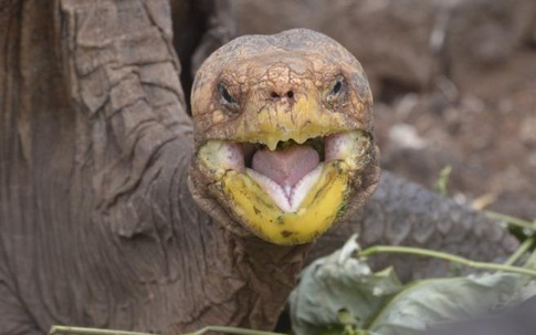 Cụ rùa ‘sát gái’, quan hệ khắp nơi cứu cả loài khỏi tuyệt chủng