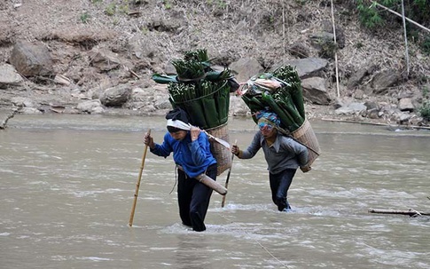 Băng rừng, vượt suối hái lá dong