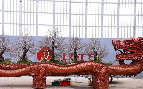 Rồng cuộn ngũ cây tiền tỷ giữa phố Hà Nội, khách qua đường xuýt xoa