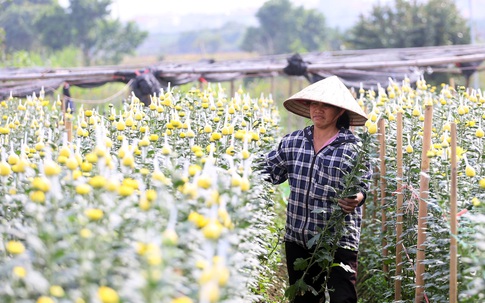 Vựa hoa lớn nhất Hà Nội “nín thở” chờ Tết