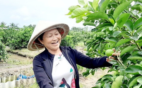 Người phụ nữ đầu tiên trồng, bán chanh không hạt tại Việt Nam