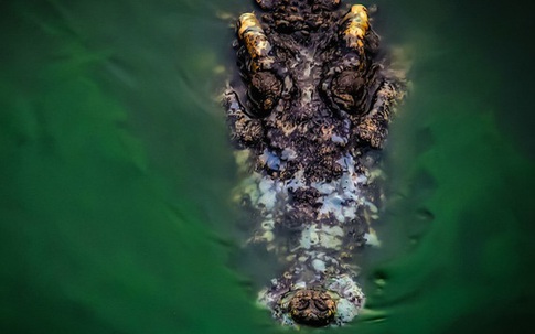 Tìm thấy thi thể đàn ông Indonesia trong hàm cá sấu
