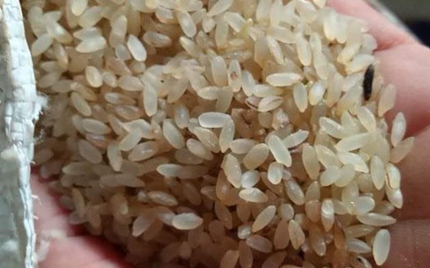 Đặc sản Yên Bái: Loại gạo ngậm sương, không dám phơi nắng