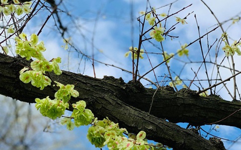 Cô dâu xinh đẹp biến mất trong đám cưới khiến chú rể suy sụp