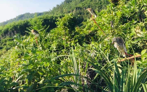 Người dân Hà Tĩnh giăng bẫy bắt chim trời bất chấp lệnh cấm