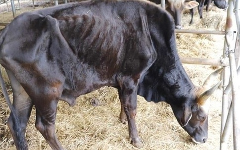 Ninh Thuận chi tiền cứu đàn bò tót lai gầy trơ xương