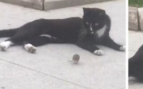 Ngộ nghĩnh cặp đôi mèo Tom và chuột Jerry trong đời thực