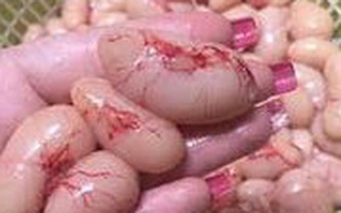 Thâm nhập cơ sở cung cấp kê gà tây