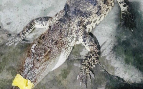 Cá sấu 10 kg xuất hiện trên bờ ao nuôi tôm