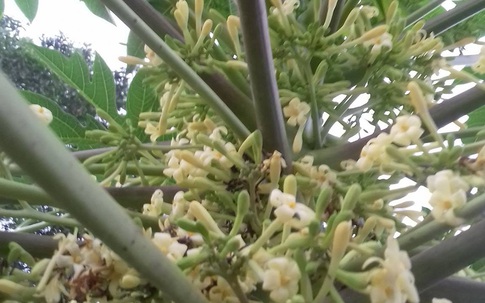 Hoa đu đủ đực: Loại hoa trước đây vứt đi nay được gom bán tiền triệu/kg