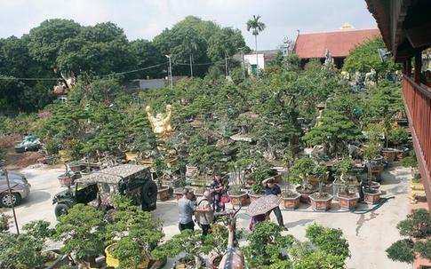 'Xâm nhập' vườn duối cổ trăm tuổi giá triệu USD của đại gia Hải Dương
