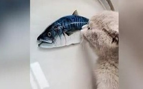 Bật cười chú mèo cố ăn cá 3D in trên đĩa