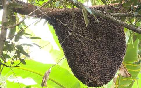 Ném tổ ong trong sân trường, 16 học sinh bị ong đốt nhập viện