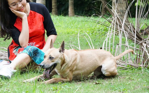 Những chú chó Phú Quốc có giá hàng trăm triệu đồng ở Hà Nội