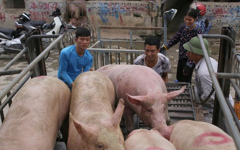 Giá lợn hơi “phi mã”, sẽ chạm ngưỡng 80.000 đồng/kg dịp cận Tết Nguyên đán?