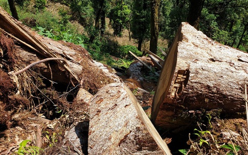 Yên Bái: Kỷ luật hàng loạt cán bộ vụ rừng Khu bảo tồn “chảy máu”