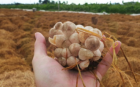 Thâm cung bí sử (224 - 3): Tình yêu của đất