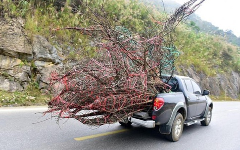 Chặt đào rừng chơi Tết bị phạt: Thế nào để phân biệt đào rừng với đào trồng?