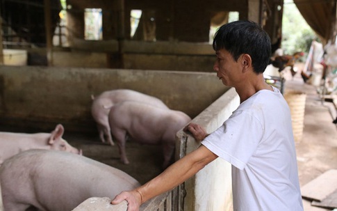 Sở Công thương xác định có sự thiếu hụt nguồn cung thịt lợn trong dịp Tết Nguyên đán Tân Sửu 2021?