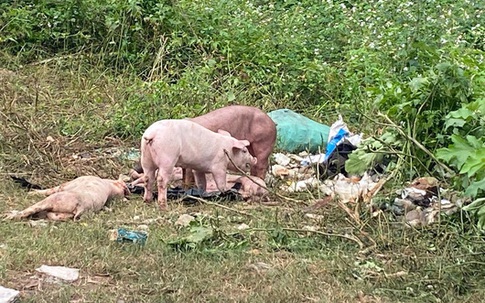 Công an lên tiếng về vụ việc đàn lợn cả trăm con bị vứt bỏ ven đường khiến người dân kinh hãi