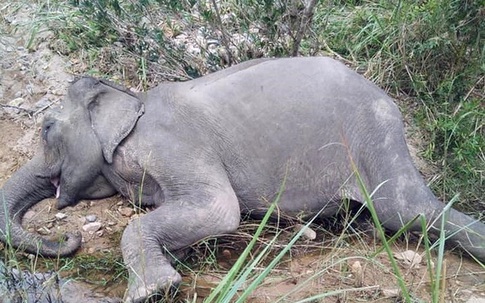 Con voi cuối cùng ở Bắc Tây Nguyên đã chết