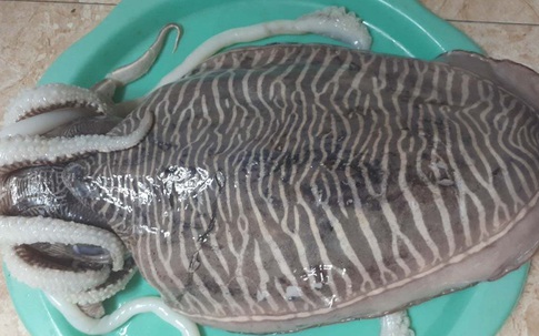 Loại mực nổi vân lạ trên mai, nặng tới 2kg/con về chợ Hà Nội