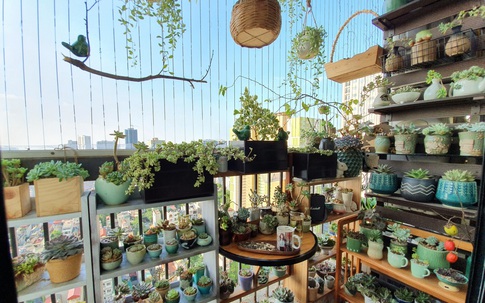 Ban công 6m² đẹp bình dị của chủ nhân dành tình yêu đặc biệt cho sen đá ở Hà Nội