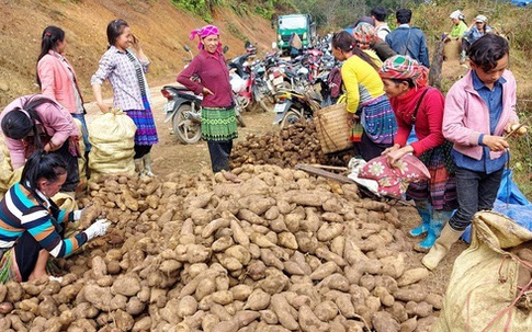 Loại củ nghe tên rất lạ, nhổ 1 gốc lên cả chùm, dân bán thu chục tỷ đồng