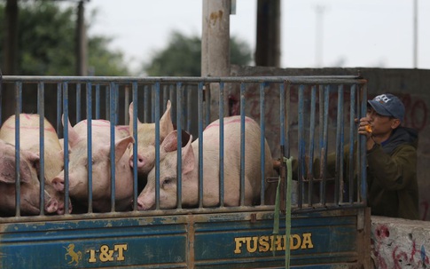 Sợ dịch, nhiều hộ chăn nuôi lợn chưa dám tái đàn