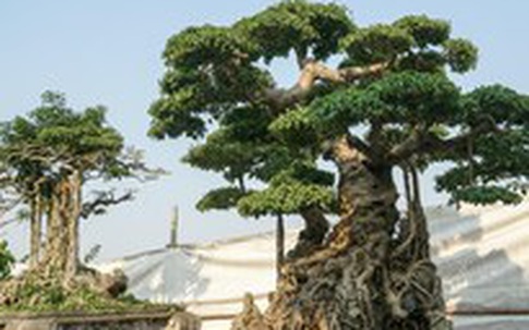 Hai cây sanh cổ trăm năm tuổi từng được trả giá trên 10 tỷ