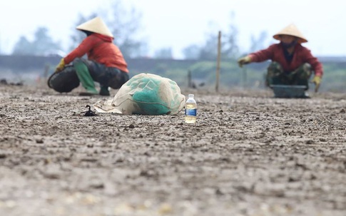 Ảnh ngao chết hàng loạt, người dân Hà Tĩnh điêu đứng